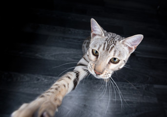 young black silver tabby rosetted bengal cat raising paw reaching for the camera