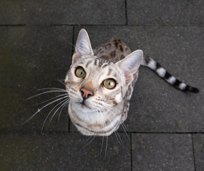 high angle view of a young black silver tabby rosetted  bengal cat on concrete floor looking up...