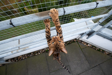 brown spotted tabby bengal cat outdoors on balcony with safety net climbing up railing