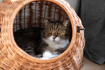 tabby white british shorthair cat relaxing in pet carrier basket indoors on the floor next to curtain