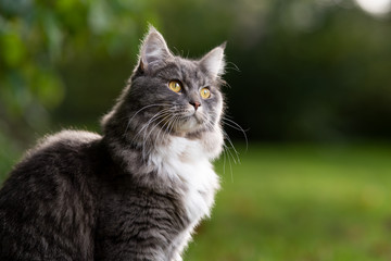 Naklejka na ściany i meble outdoors portrait of a curious beautiful blue tabby white maine coon cat in garden looking to the side