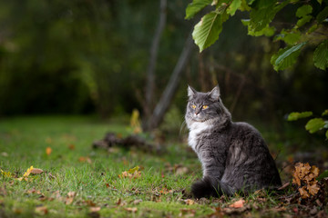 young blue tabby maine coon cat with white collar  outdoors in nature sitting next to autumn leaves on grass looking at garden