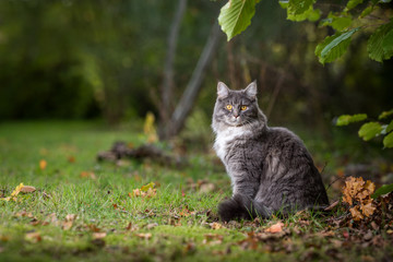 side view of a young blue tabby maine coon cat with white collar outdoors in nature sitting next to autumn leaves on grass looking at camera - Powered by Adobe