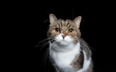 studio portrait of a tabby white british shorthair cat looking at camera isolated on black background
