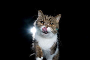 studio portrait of a tabby white british shorthair cat looking at camera isolated on black background sticking out tongue licking over nose in backlight