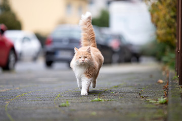 cream tabby white maine coon cat with fluffy tail walking on sidewalk next to street with parking...