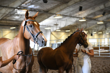 Horse Head Profile Mare Foal 
