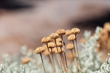 A collection of dried brown flowers on thin stalks in the midday hot sun.