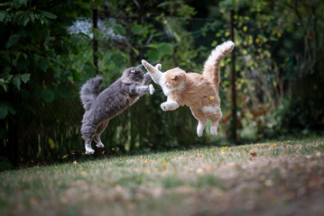 mid air shot of two jumping maine coon cats outdoors in the backyard playing, fighting and...