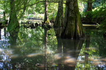 Obraz premium Tree roots in water in forest. Daylight is reflected on the surface of the water.