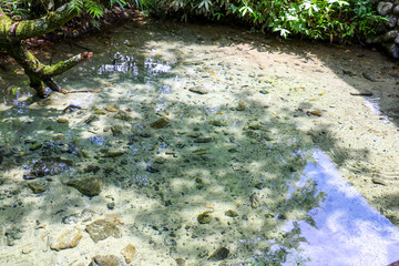 上高地　明神池　自然　新緑　夏　初夏　旅行　登山　散策　川　山　木　水　名所　観光　森　風景　絶景　