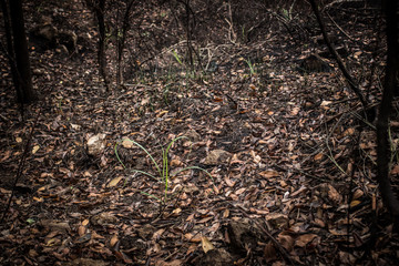 dead leaves background