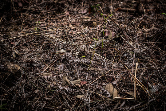 dead leaves background