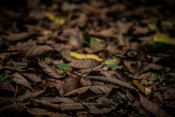 dead leaves background