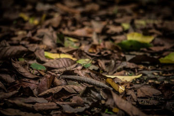 dead leaves background
