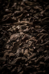 dead leaves background