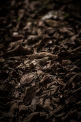 dead leaves background