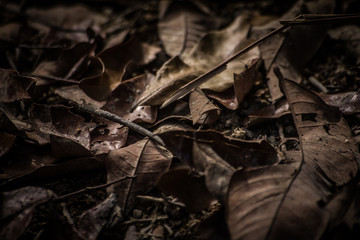 dead leaves background