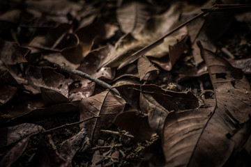 dead leaves background