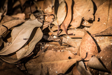 dead leaves background