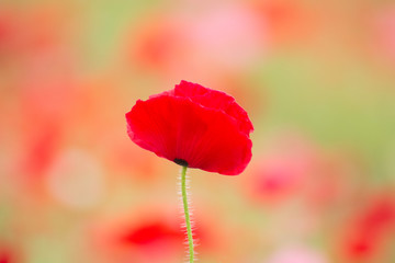 Obraz premium 可憐なシャーレーポピー