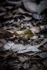 dead leaves background