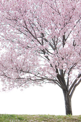 Fototapeta na wymiar 土手の桜