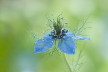 青い花　ニゲラ