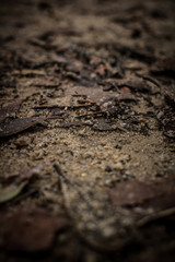 dead leaves background