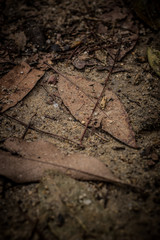 dead leaves background