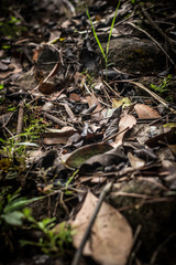 dead leaves background