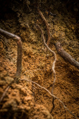 dead leaves background