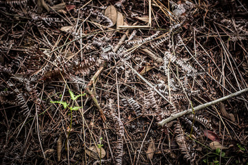 dead leaves background