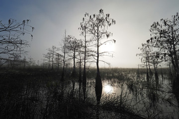 Dwarf Cypress Trees in early morning fog in Dwarf Cypress Forest of Everglades National Park, Florida in winter.