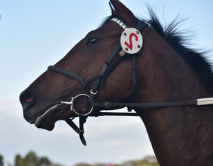 Caballo de carrera