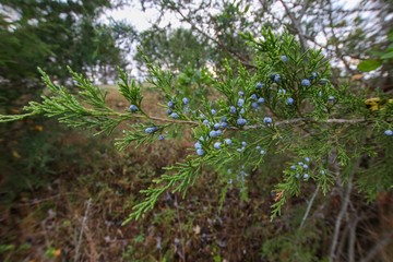 Closeup of Fresh Juniper Berries growing on a bush