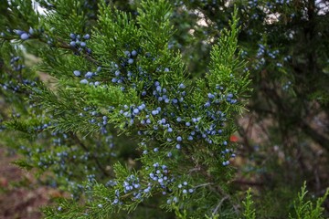 Closeup of Fresh Juniper Berries growing on a bush