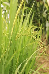 rice ready for harvest