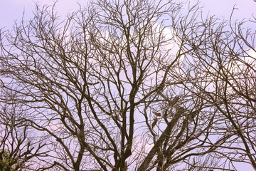 Fototapeta premium dry tree. against the background of the sky - image