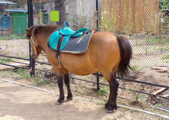 Beautiful pony with saddle for riding. Riding children on a pony in the amusement park.