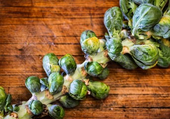 Top View of a Freshly harvested Brussel Sprouts stalk on a wooden board with a Thanksgiving themed tablecloth