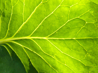 The background of the sheet. Photo cabbage leaf close-up. Original abstract background. The veined leaf is illuminated by the sun.