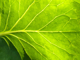 Obraz na płótnie Canvas The background of the sheet. Photo cabbage leaf close-up. Original abstract background. The veined leaf is illuminated by the sun.
