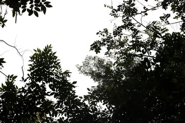 darktone of leaf from forest 