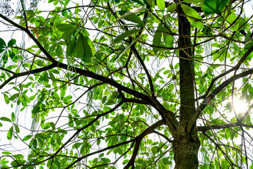 Fototapeta premium Green leaves pattern and trunk in the sunlight