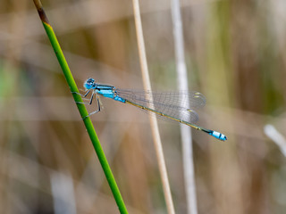 Blue Damselfly Macro Photograph