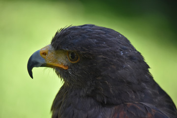 Head of a bird of prey