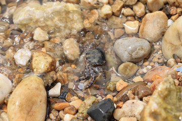 작은 게들의 생존