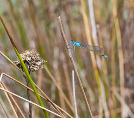 Blue Damselfly Macro Photograph