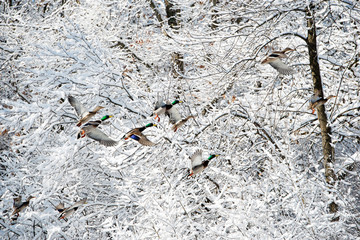 After snowing throughout night